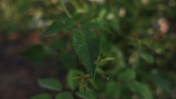 White Rose Morning Shallow Depth Field Slow Motion — ストック動画