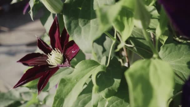 Шкіряна Квітка Вранці Мала Глибина Різкості Повільний Рух — стокове відео