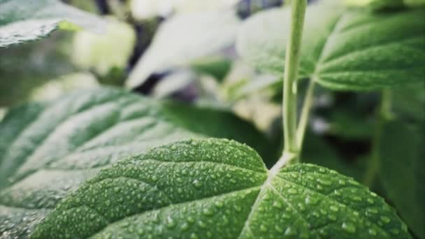 Morning Dew Leaves Shallow Depth Field Slow Motion — Stock Video