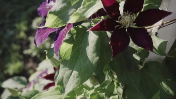 Leather Flower Morning Shallow Depth Field Slow Motion — ストック動画