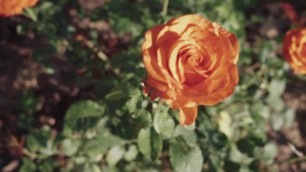 Orange Rose Morgen Geringe Schärfentiefe Zeitlupe — Stockvideo