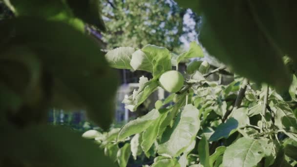 Maçãs Verdes Sol Manhã Profundidade Campo Rasa Câmera Lenta Movimento — Vídeo de Stock