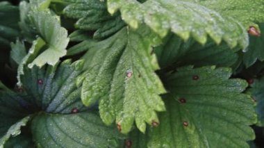 Çilek yaprakları sabah çiğ damlaları, yavaş çekim, doli hareket