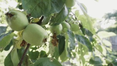 Sabah güneşinde yeşil elmalar, sığ alan derinliği, yavaş çekim, doli hareket