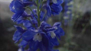 Sabah güneşi Larkspur çiçek kaplı çiğ, makro closeup, sığ derinlik-in tarla
