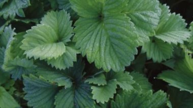 Çilek yaprakları sabah çiğ damlaları, yavaş çekim, doli hareket