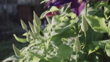 Sabahları deri çiçek, tarlanın sığ derinliği, ağır çekim.