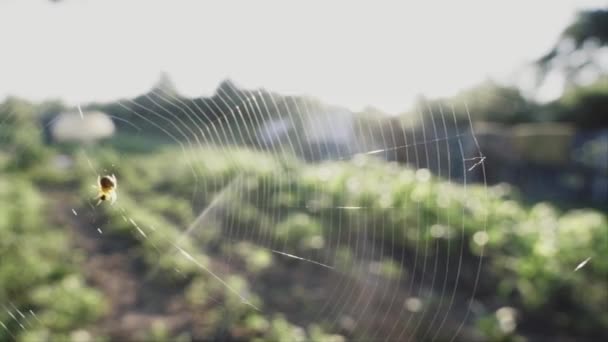 Pequeña Araña Web Aire Libre Por Mañana Cámara Lenta — Vídeos de Stock