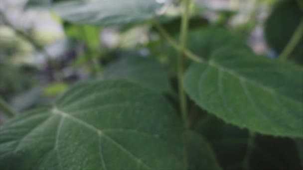 Morning Dew Leaves Shallow Depth Field Slow Motion — ストック動画