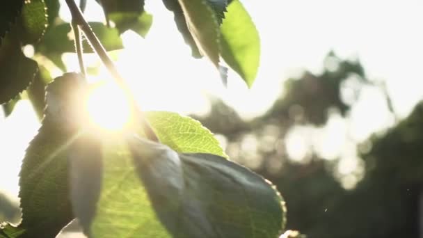 清晨阳光下的绿色苹果 田野浅浅的深度 缓慢的运动 娃娃般的运动 — 图库视频影像