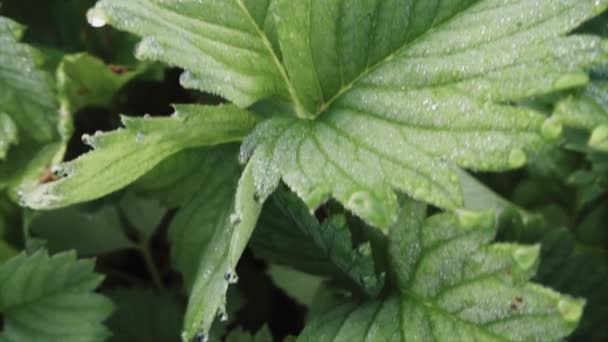 Strawberry Leaves Dew Drops Morning Slow Motion Dolly Motion — Stock Video