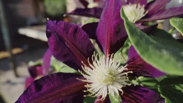 Δερμάτινο Λουλούδι Πρωί Ρηχό Βάθος Πεδίου Αργή Κίνηση — Αρχείο Βίντεο