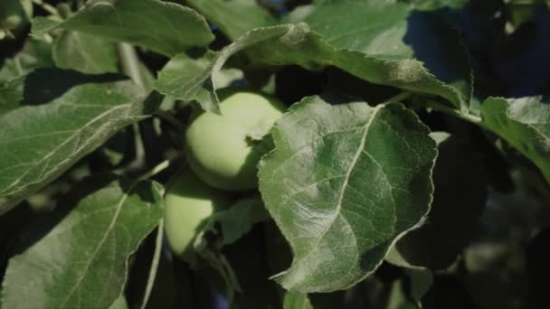 Green Apples Morning Sun Shallow Depth Field Slow Motion Dolly — ストック動画