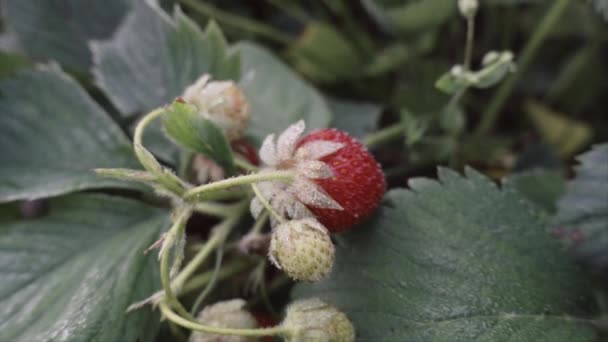 Φράουλα Στο Ηλιοβασίλεμα Ρηχό Βάθος Πεδίου Αργή Κίνηση — Αρχείο Βίντεο