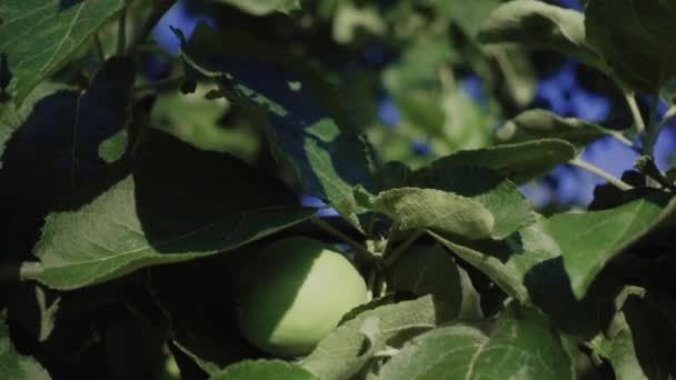Зелені Яблука Ранковому Сонці Мала Глибина Різкості Повільний Рух Ляльковий — стокове відео