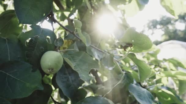 Gröna Äpplen Morgonen Sol Grunt Skärpedjup Slow Motion Dolly Motion — Stockvideo