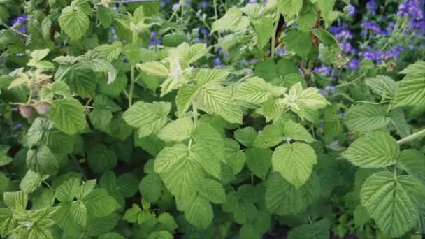 Arbustes Framboises Vertes Mouvement Des Poupées Ralenti Faible Profondeur Champ — Video