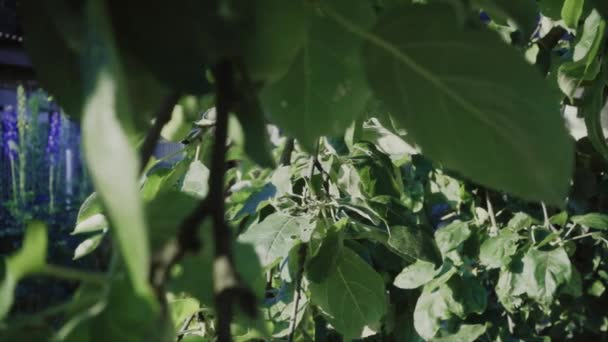 Manzanas Verdes Sol Mañana Profundidad Campo Poco Profunda Cámara Lenta — Vídeo de stock