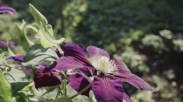 Кожаный Цветок Утро Мелкая Глубина Резкости Замедленная Съемка — стоковое видео