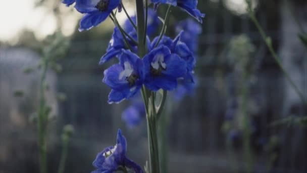 Larkspur Fiore Sole Del Mattino Coperto Rugiada Macro Primo Piano — Video Stock