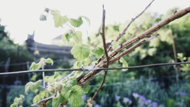 Bushes Green Raspberries Dolly Motion Slow Motion Shallow Depth Field — ストック動画