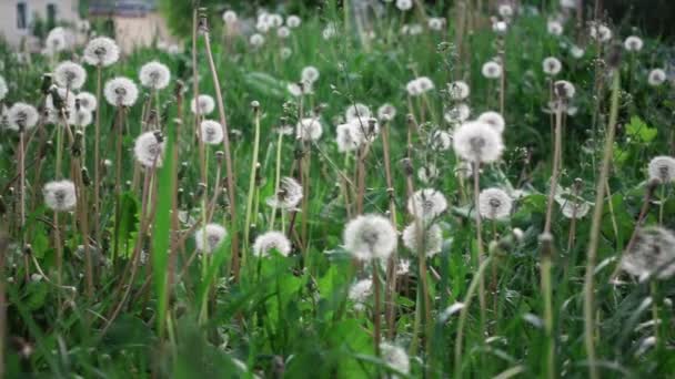 Diente León Prado Primavera Disparo Cámara Lenta — Vídeos de Stock