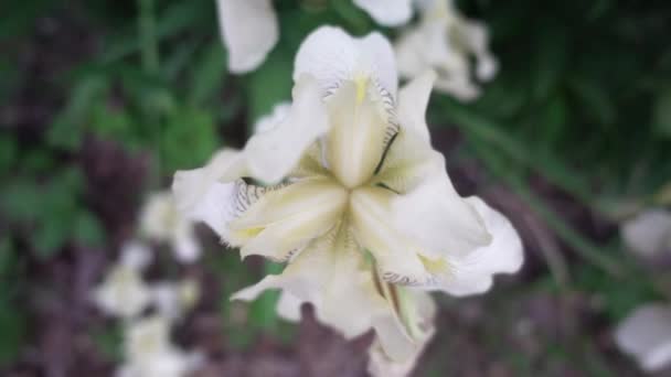 Weiße Irisblüten — Stockvideo