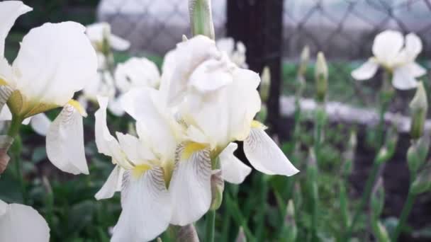 Flores da íris branca — Vídeo de Stock