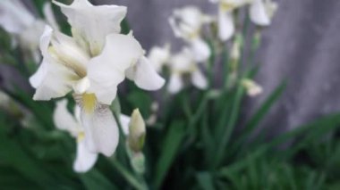 Beyaz Iris çiçekler