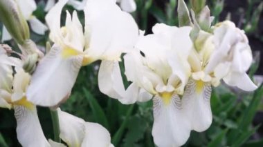 Beyaz Iris çiçekler