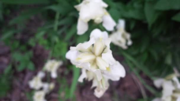 Белые цветы радужки — стоковое видео