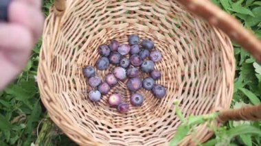 Saman sepetinde yaban mersini toplama