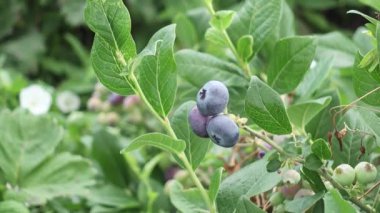 Yaban mersini toplama açık havada