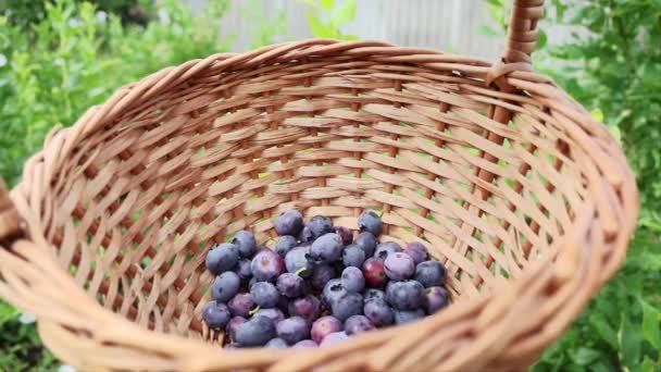 Collecting blueberries in straw basket — Stock Video