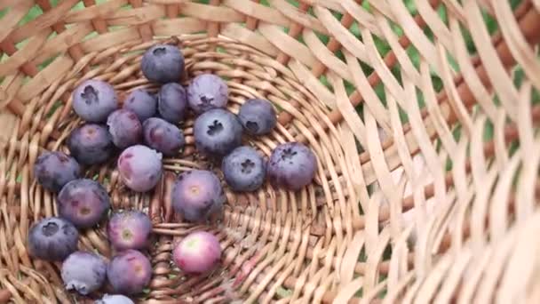 Coleta de mirtilos em cesta de palha — Vídeo de Stock