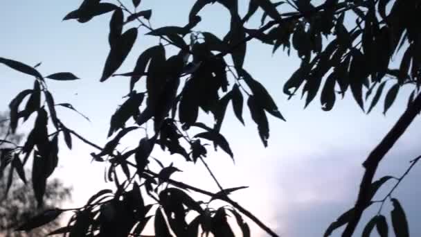 Jeune homme en forme courir au crépuscule — Video