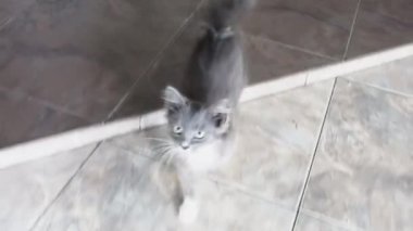 Gri kedi yavrusu kamerası