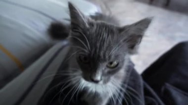 Şirin gri kedi yavrusu pençeli insan bacağına masaj yapıyor.