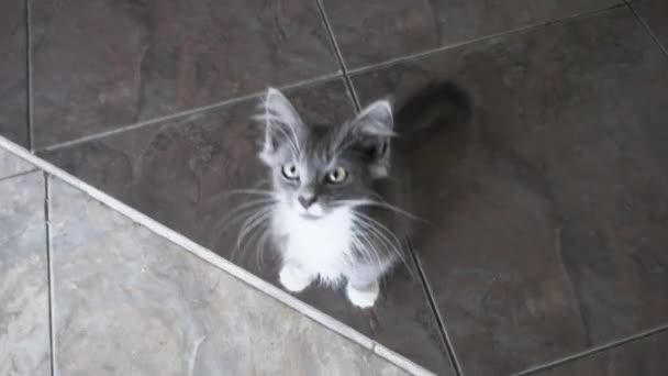 Серый котенок кричит мяу — стоковое видео