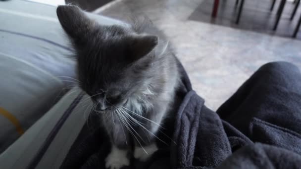 Симпатичный серый котенок массирует ноги человека лапами — стоковое видео