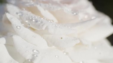 Güneşli bir günde bahçede beyaz güller, yağmurdan sonra, yakın çekim, yavaş çekim