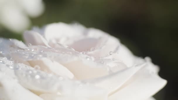 Roses Blanches Dans Jardin Jour Ensoleillé Après Pluie Gros Plan — Video