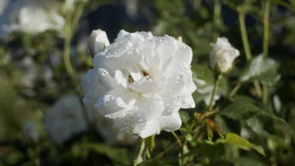 Rosas Blancas Jardín Día Soleado Cerca Cámara Lenta — Vídeos de Stock