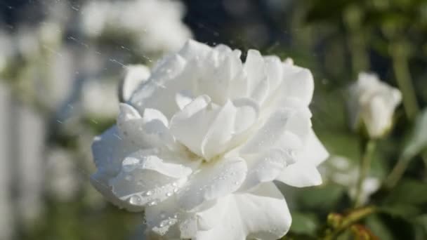 Rosas Blancas Jardín Día Soleado Bajo Lluvia Primer Plano Cámara — Vídeo de stock