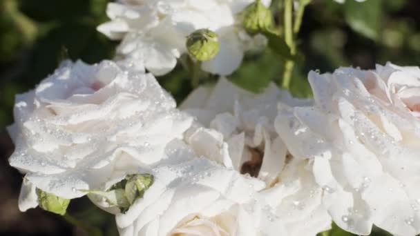 Roses Blanches Dans Jardin Jour Ensoleillé Après Pluie Gros Plan — Video