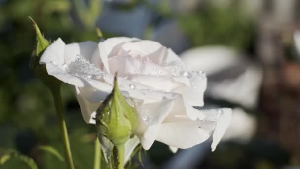 Roses Blanches Dans Jardin Jour Ensoleillé Après Pluie Gros Plan — Video