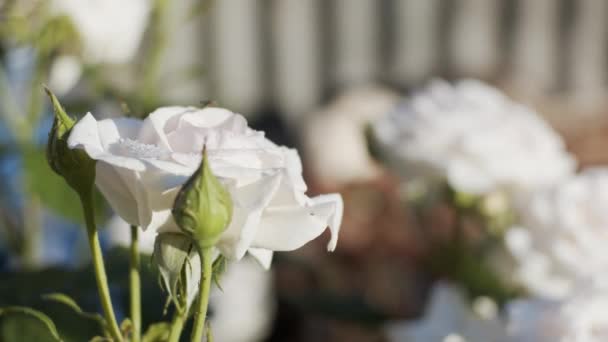 Білі Троянди Саду Сонячний День Крупним Планом Повільний Рух — стокове відео