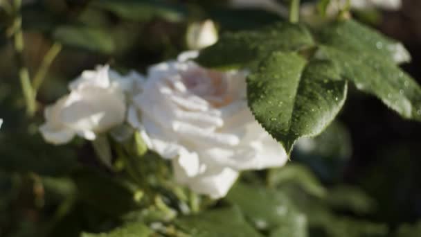 Vita Rosor Trädgården Solig Dag Fokus Övergång Från Blad Till — Stockvideo