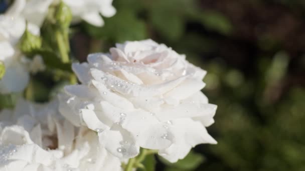 Roses Blanches Dans Jardin Jour Ensoleillé Après Pluie Gros Plan — Video