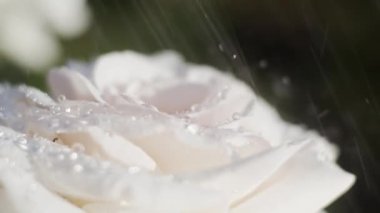 Bahçedeki beyaz güller